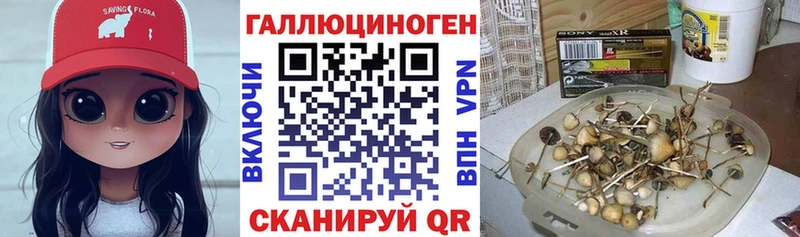 где найти Белозерск Псилоцибиновые грибы Cubensis